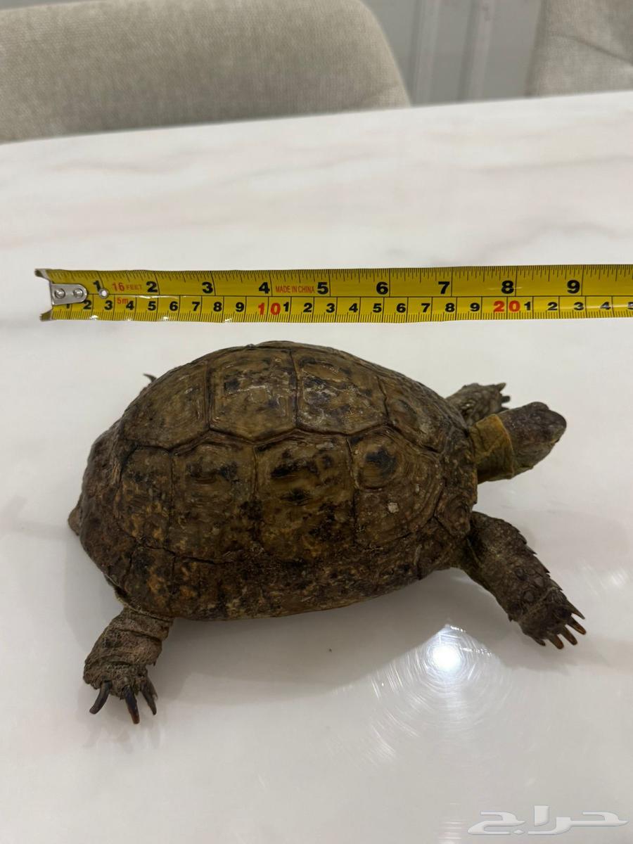سلحفاة يونانية كبيرة64505121373185110