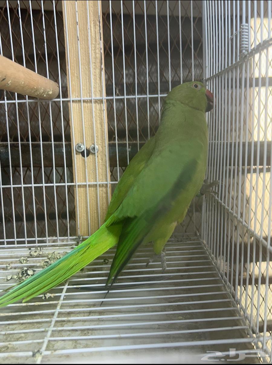 البيع انثي دره64522781315970110