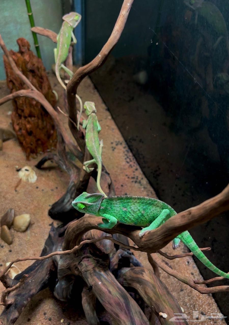 حرباء محجبه عدد 364523725102850111