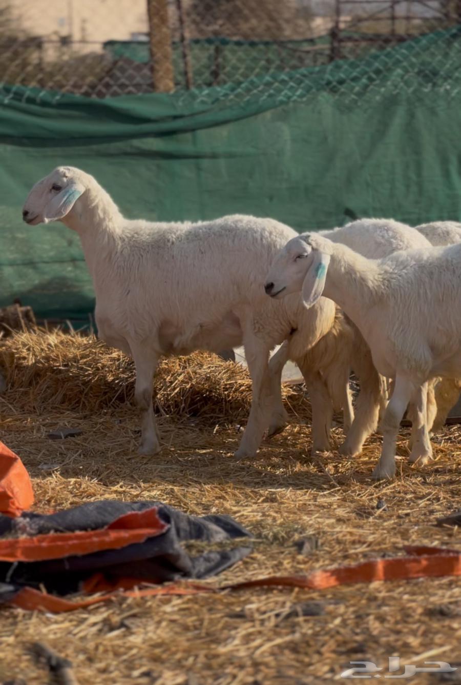 رخال 4 صنف جروم طيبه وشكل64520446312834112