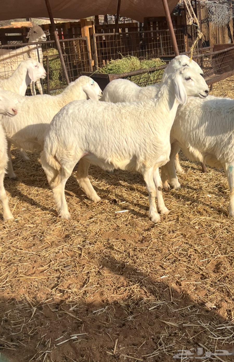 رخال 4 صنف جروم طيبه وشكل64520446312834114