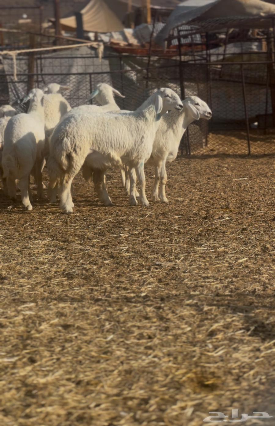 رخال 4 صنف جروم طيبه وشكل64520446312834113