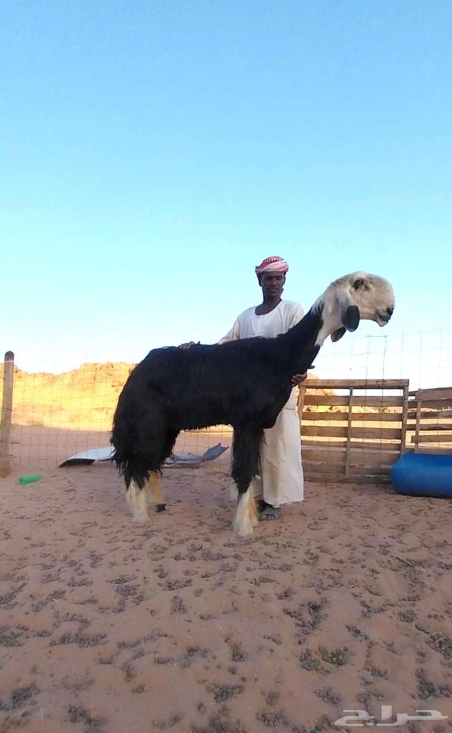 الفحل العملاق ولد المليون64525538733441110