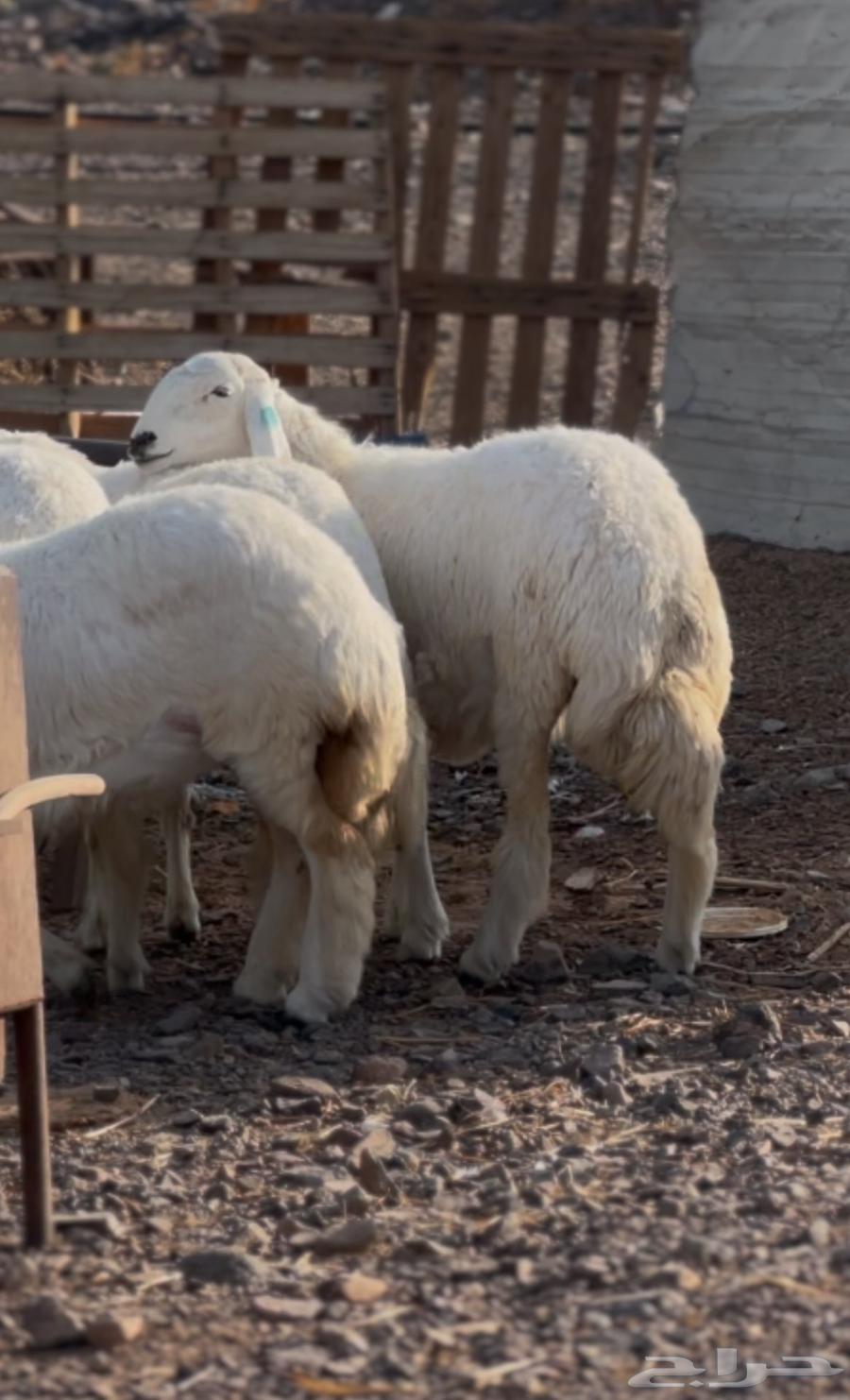 رخال 4 صنف جروم طيبه وشكل64520446312834111