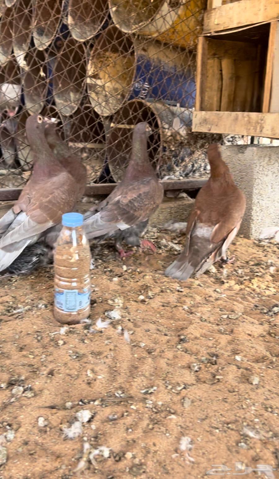 زاجل احمر فاخر مستوى وجروم توب. (( تم البيع))64526954619138113