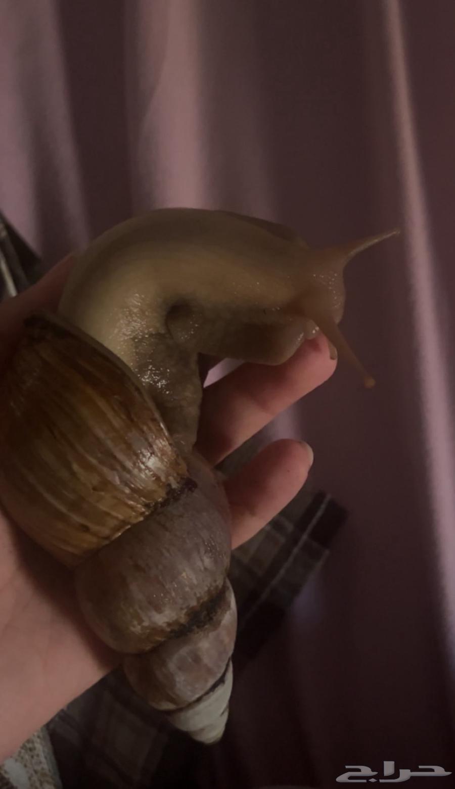حلزونه العمر ثلاث سنين نشيطه صحتها كويسه بالرياض64524036583427110