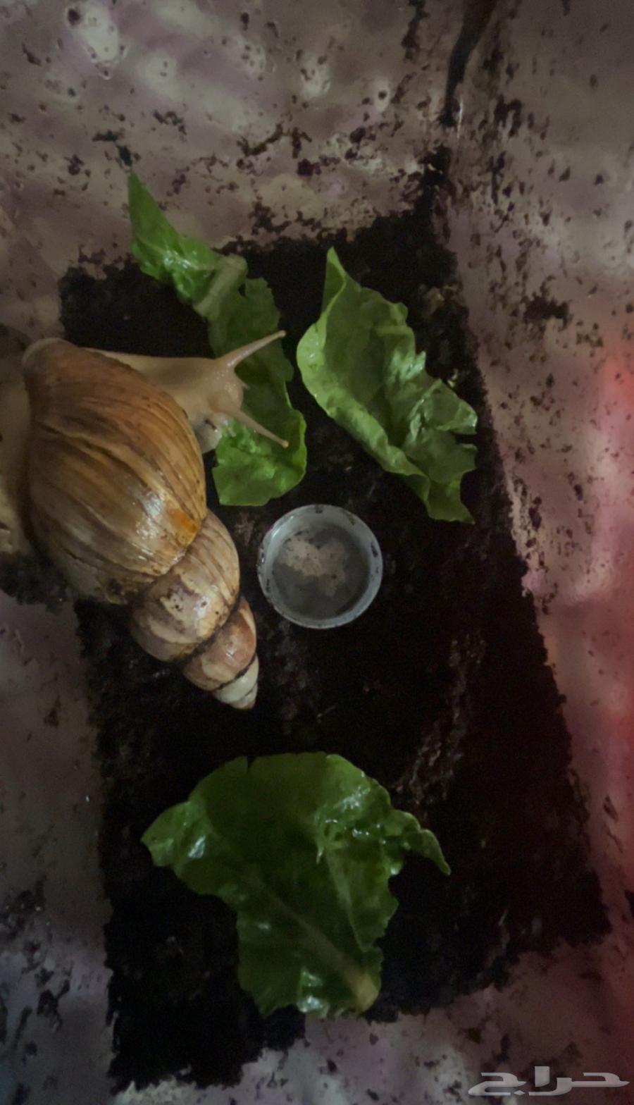 حلزونه العمر ثلاث سنين نشيطه صحتها كويسه بالرياض64524036583427111