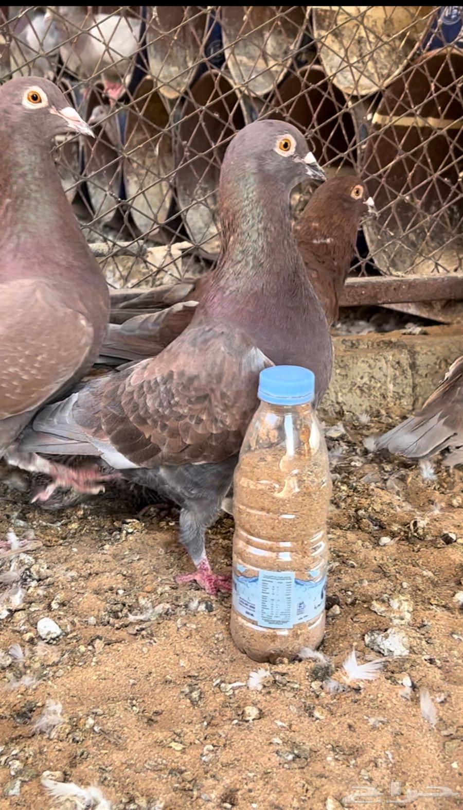 زاجل احمر فاخر مستوى وجروم توب. (( تم البيع))64526954619138112