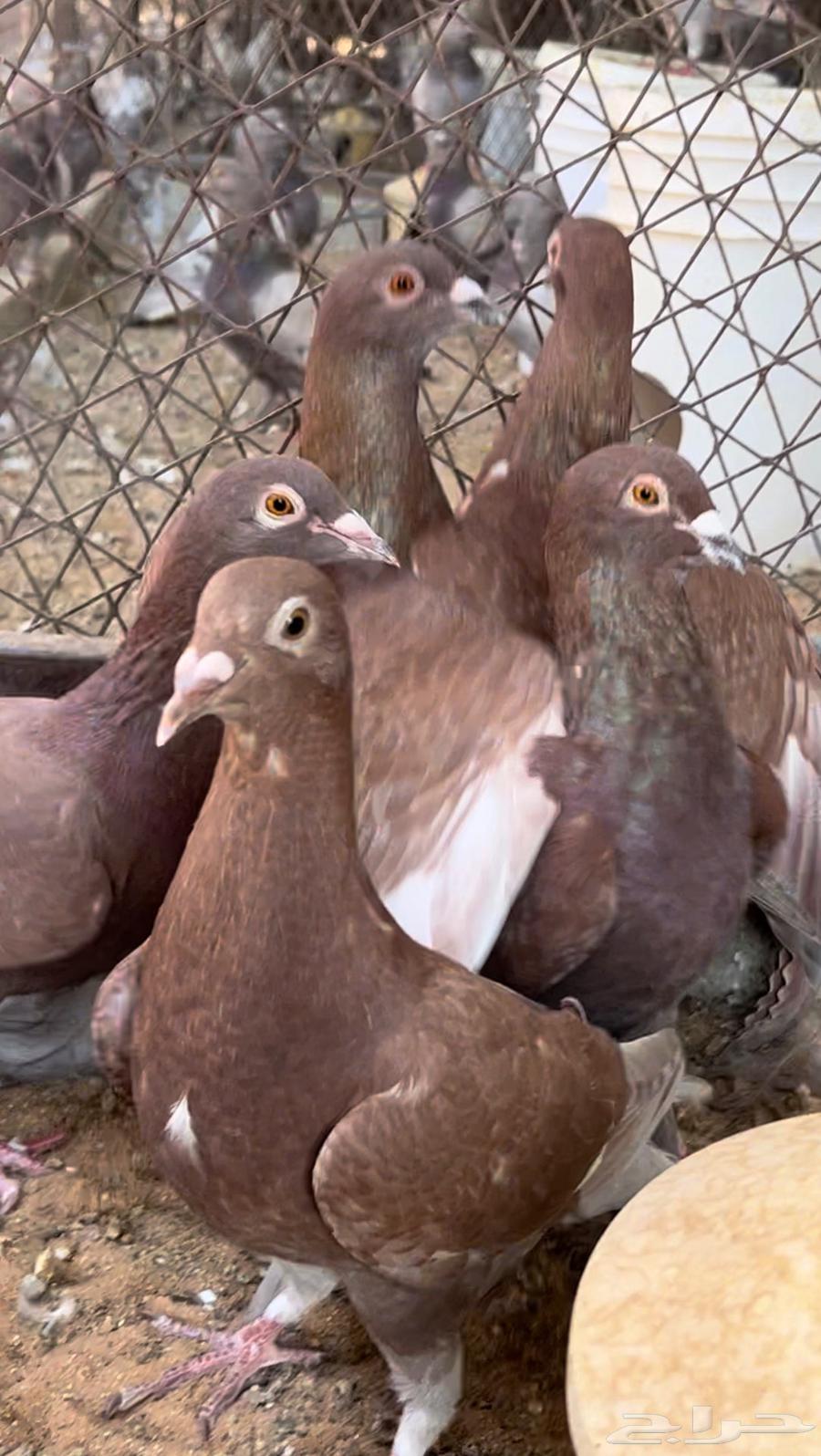 زاجل احمر فاخر مستوى وجروم توب. (( تم البيع))64526954619138111