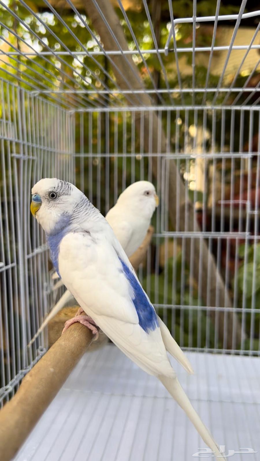 عرض مايتفوت جوز بادجي مع ملحقاته كامله ((ب 95  فقط))64524642848002110