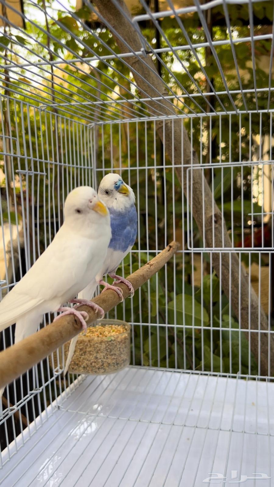 عرض مايتفوت جوز بادجي مع ملحقاته كامله ((ب 95  فقط))64524642848002112