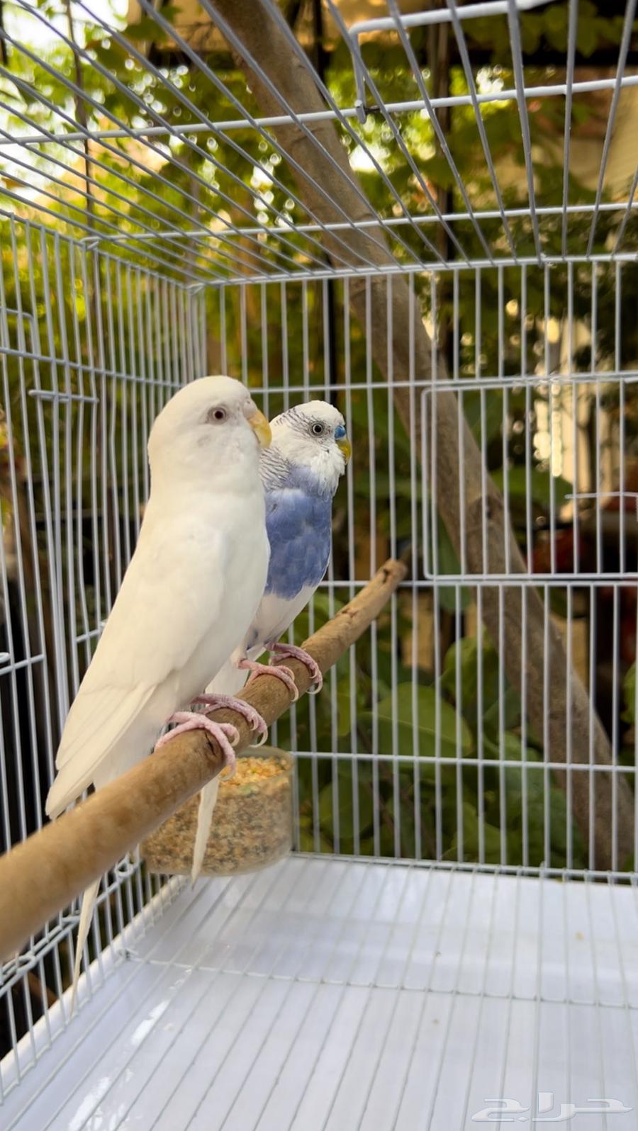 عرض مايتفوت جوز بادجي مع ملحقاته كامله ((ب 95  فقط))64524642848002111