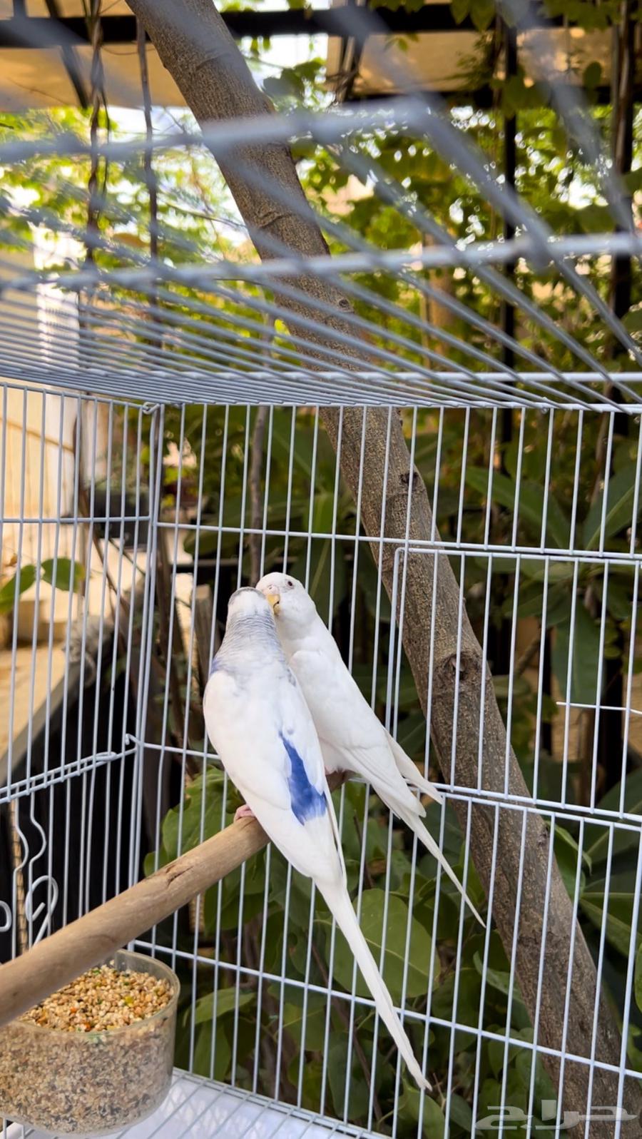 عرض مايتفوت جوز بادجي مع ملحقاته كامله ((ب 95  فقط))64524642848002113