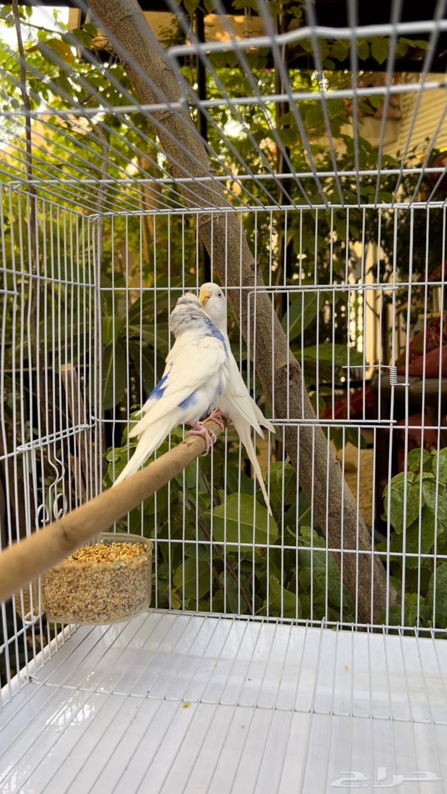 عرض مايتفوت جوز بادجي مع ملحقاته كامله ((ب 95  فقط))64524642848002114