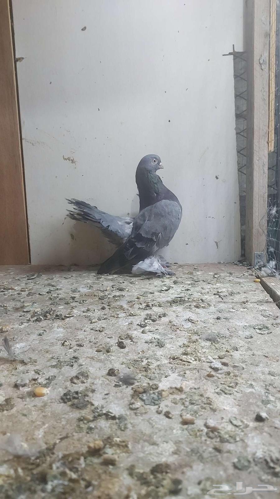 رستوف تم البيييع64519638937730111