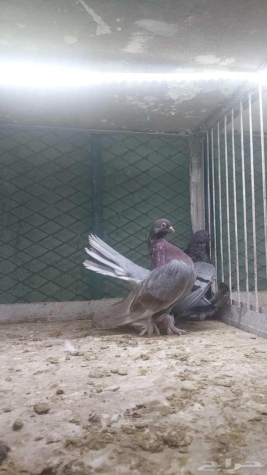 رستوف تم البيييع64519638937730112