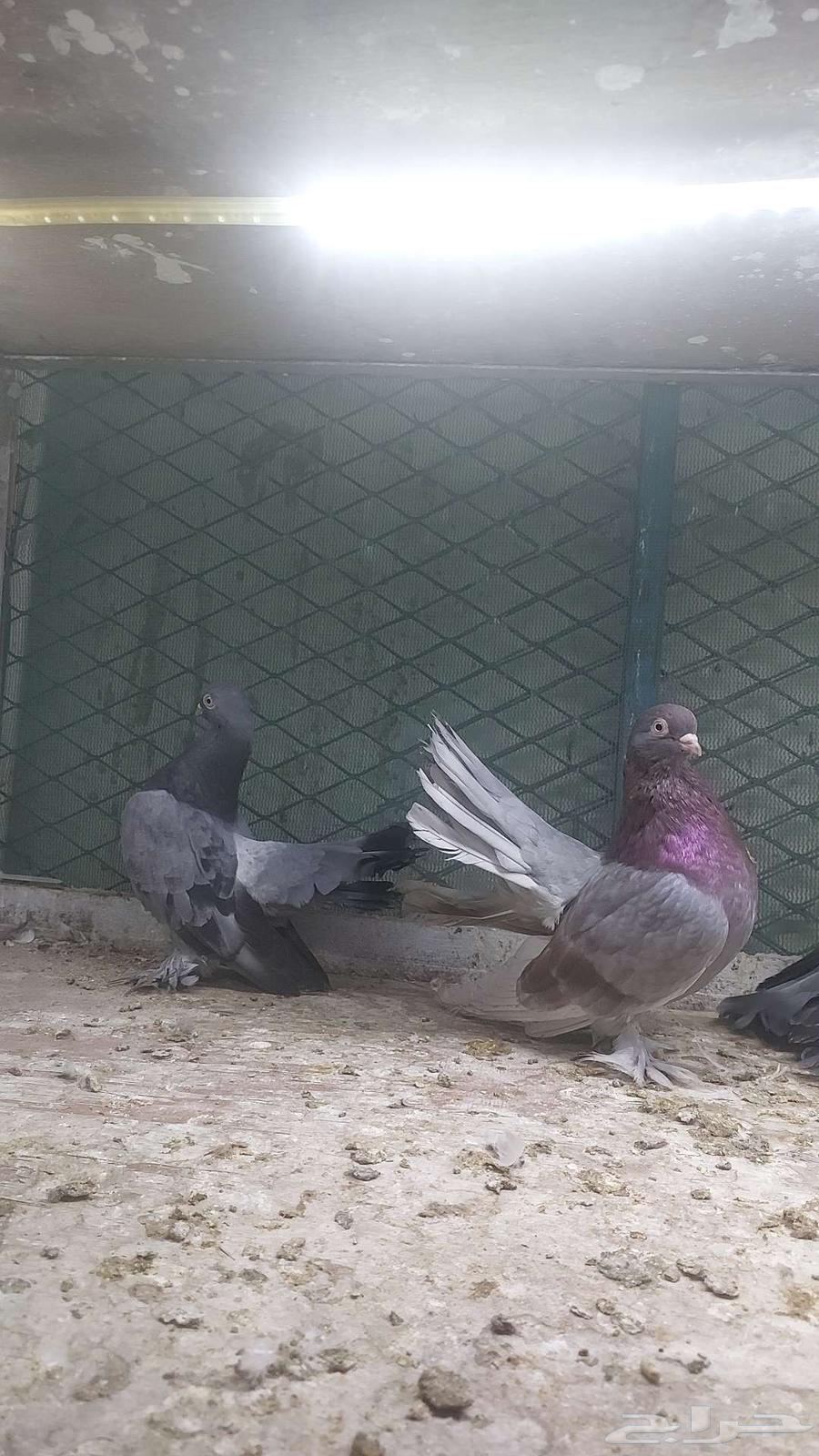 رستوف تم البيييع64519638937730113