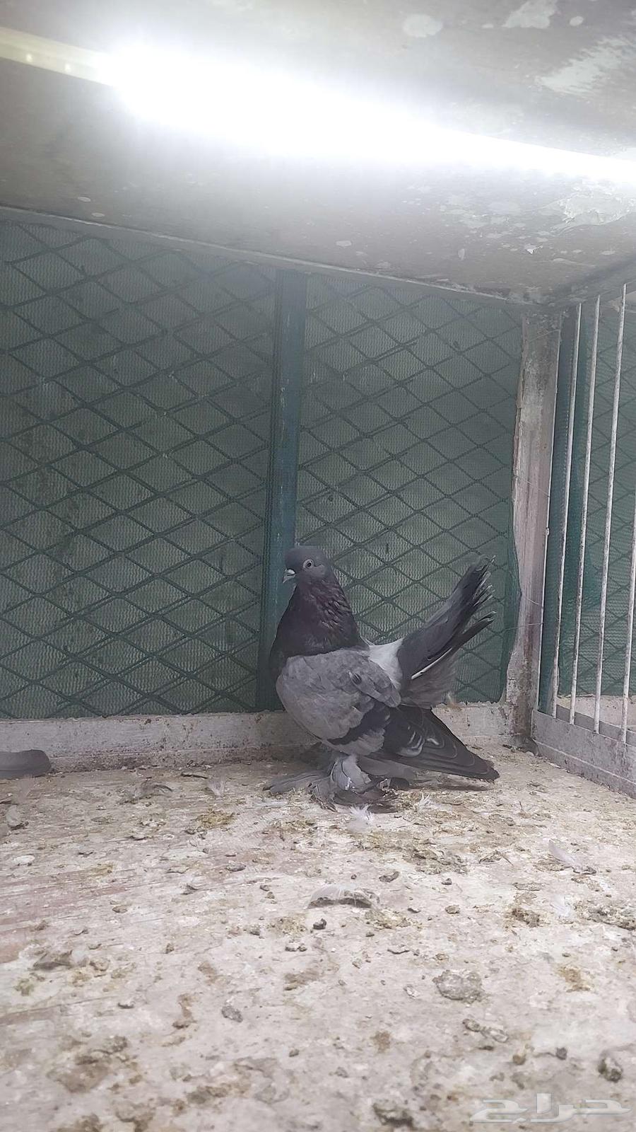 رستوف تم البيييع64519638937730114