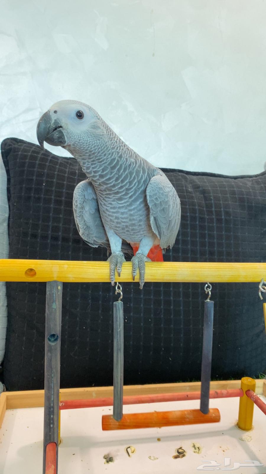 فرخ كاسكو هولندي هدد لون وحجم تم البيع64439212612993112