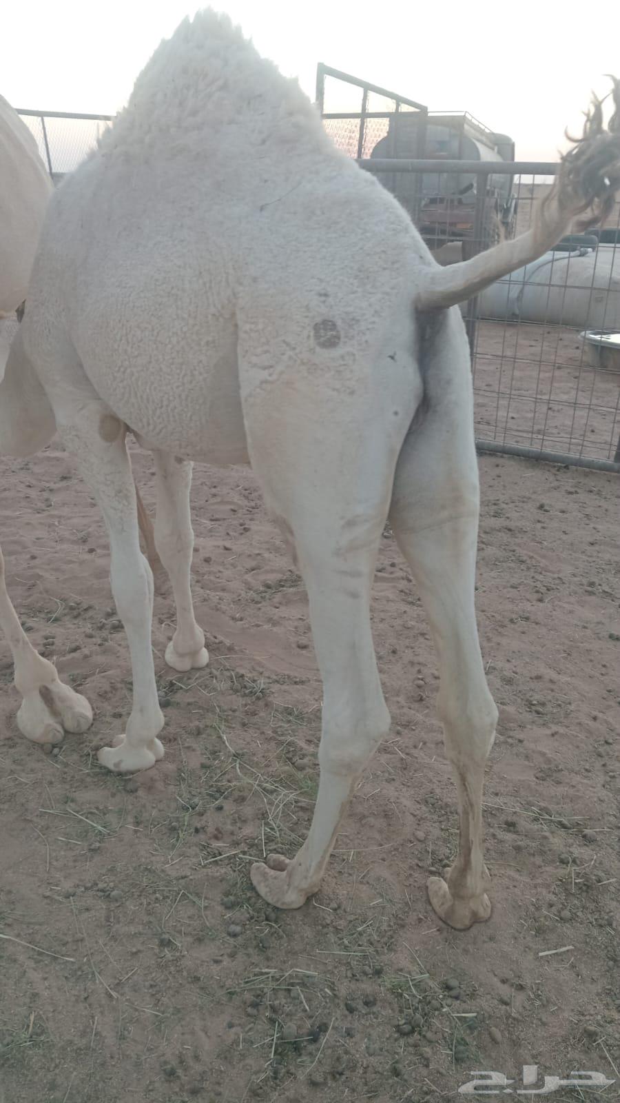 For sale, two camel saddles from the offspring of Al-Hakim64521511313410110