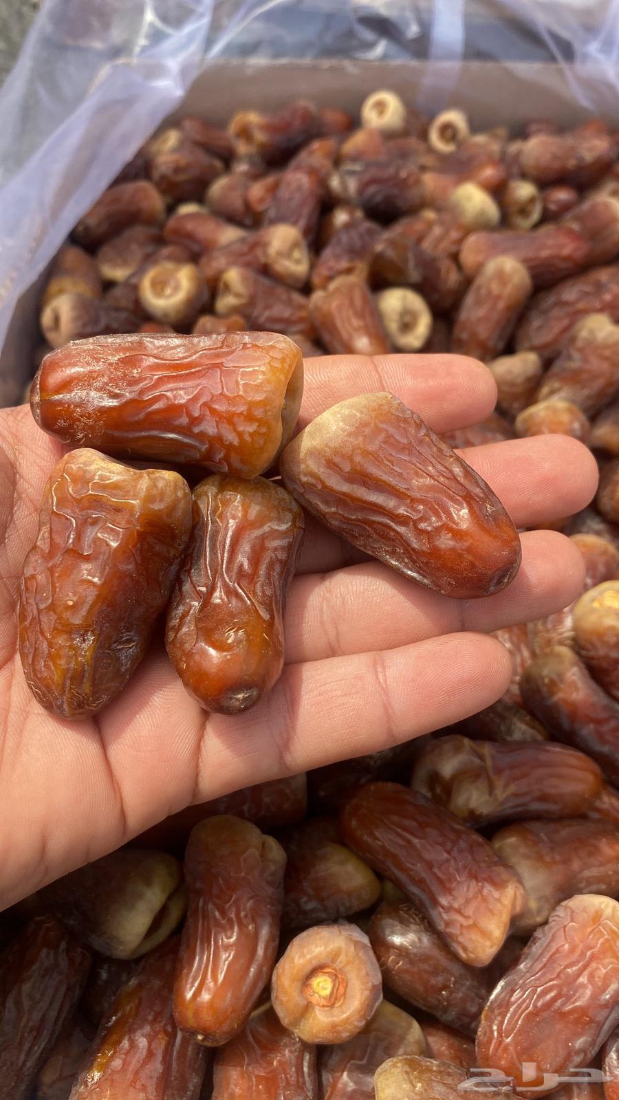 برني العيص الفاخر64522187656706111