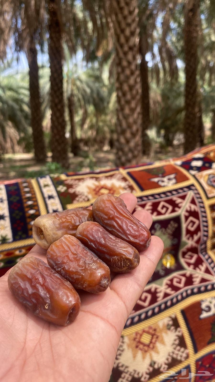 برني العيص الفاخر64522187656706110