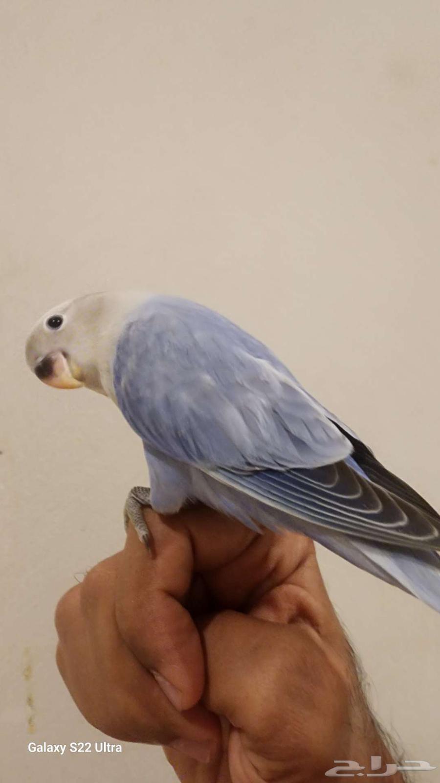 Froukh Roz (Sold)64459956805507111