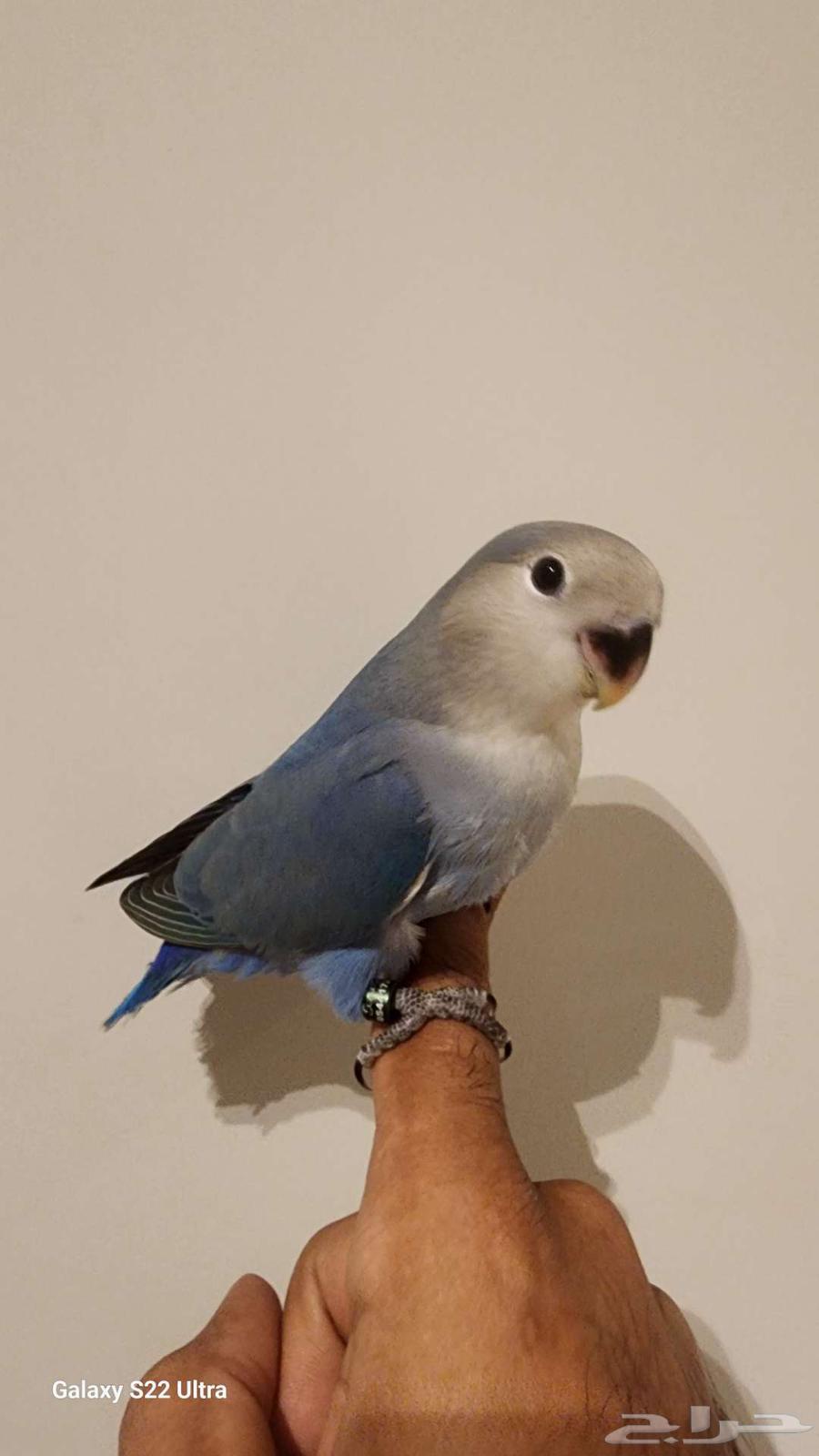 Froukh Roz (Sold)64459956805507113