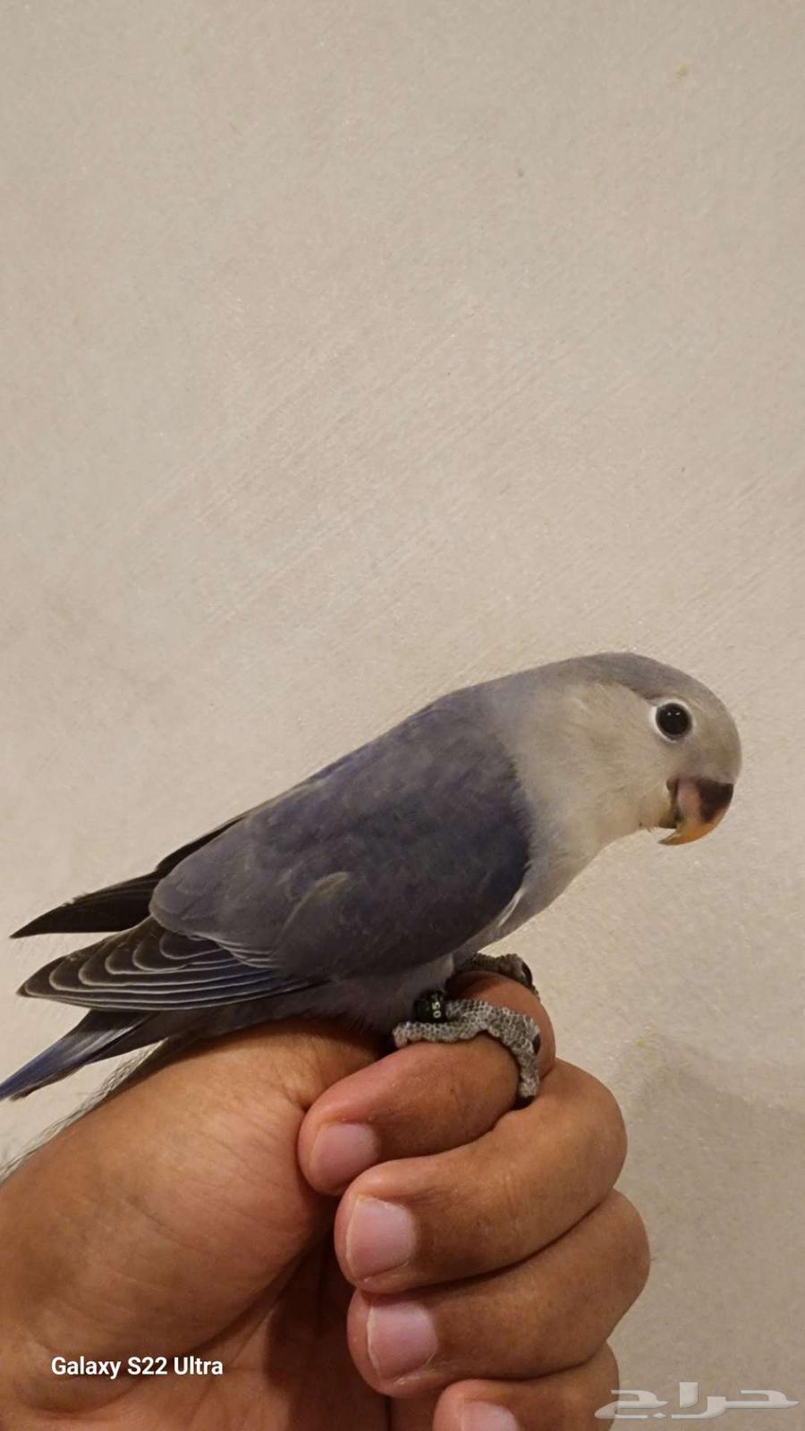 Froukh Roz (Sold)64459956805507114