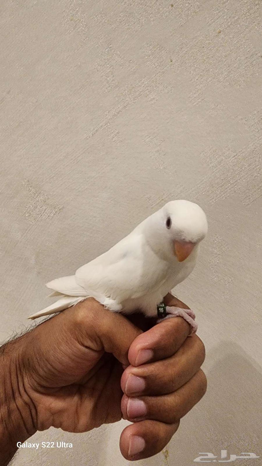 Froukh Roz (Sold)64459956805507112