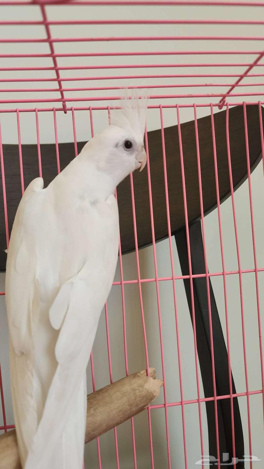 Albino Crow with Red Eyes (Sold)64523977976835110