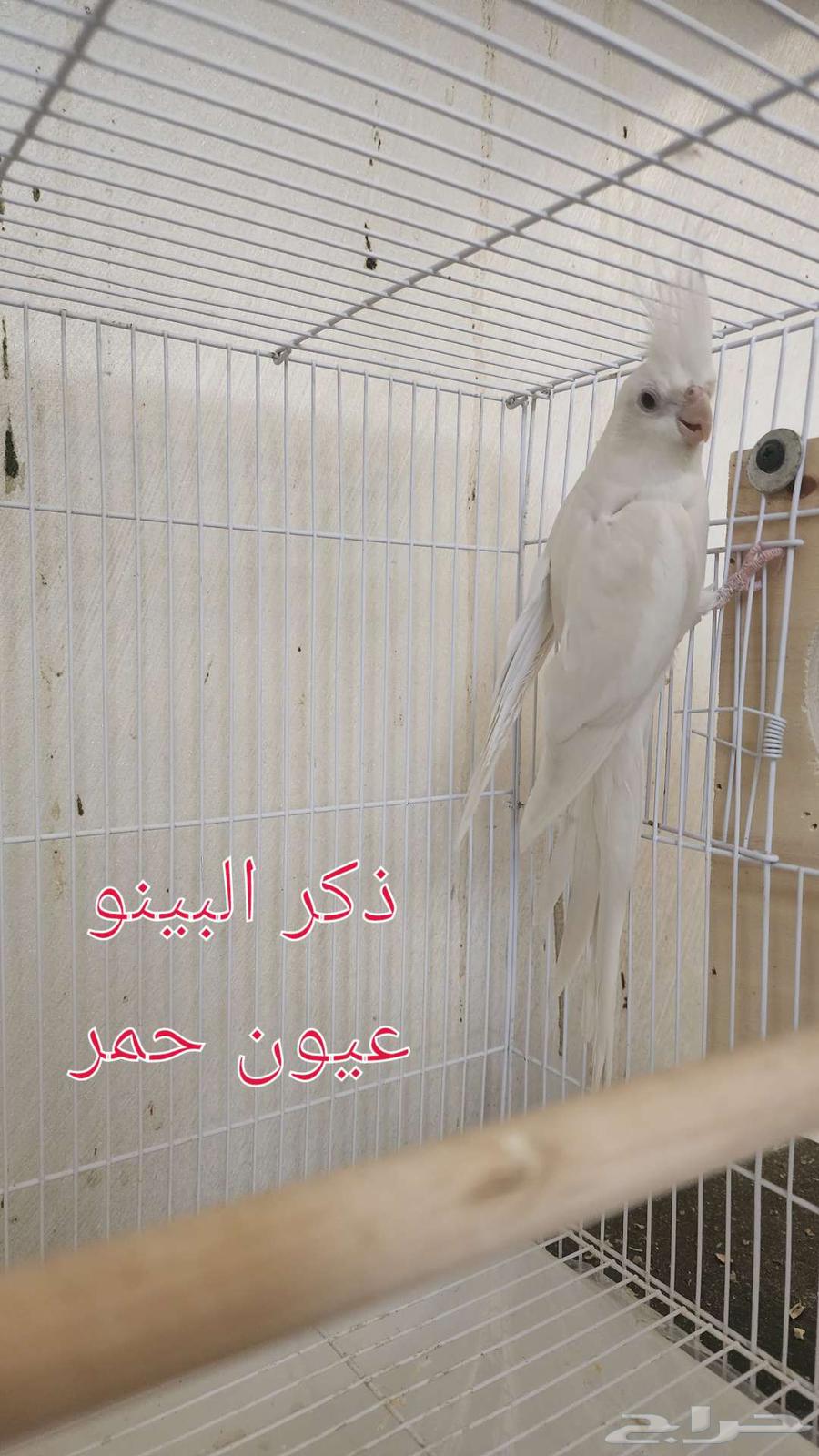 Albino Crow with Red Eyes (Sold)64523977976835111