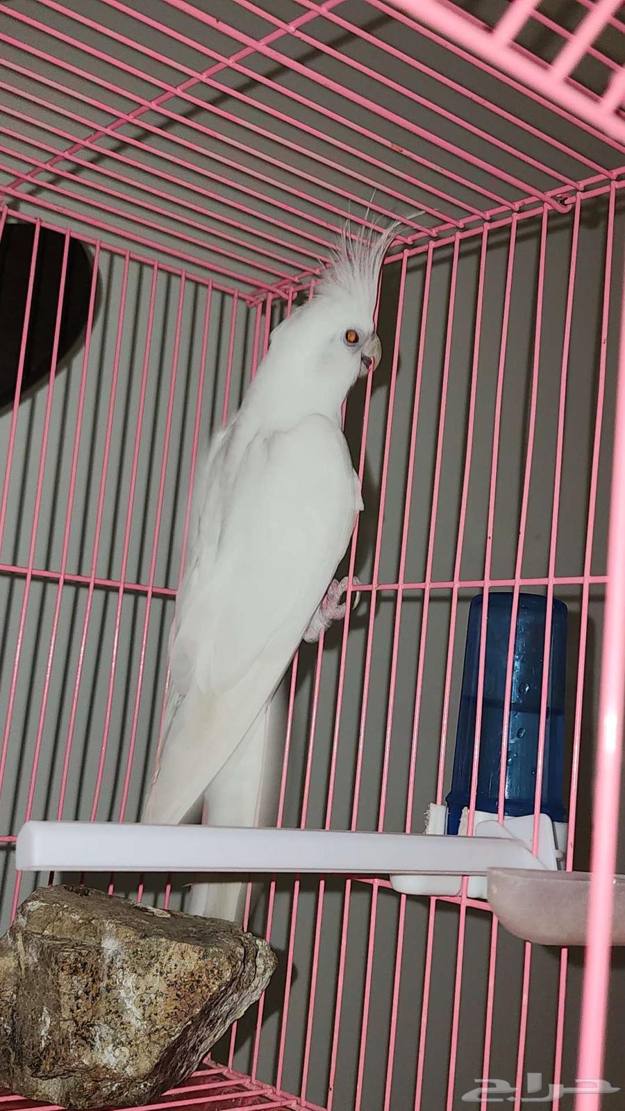 Albino Crow with Red Eyes (Sold)64523977976835112