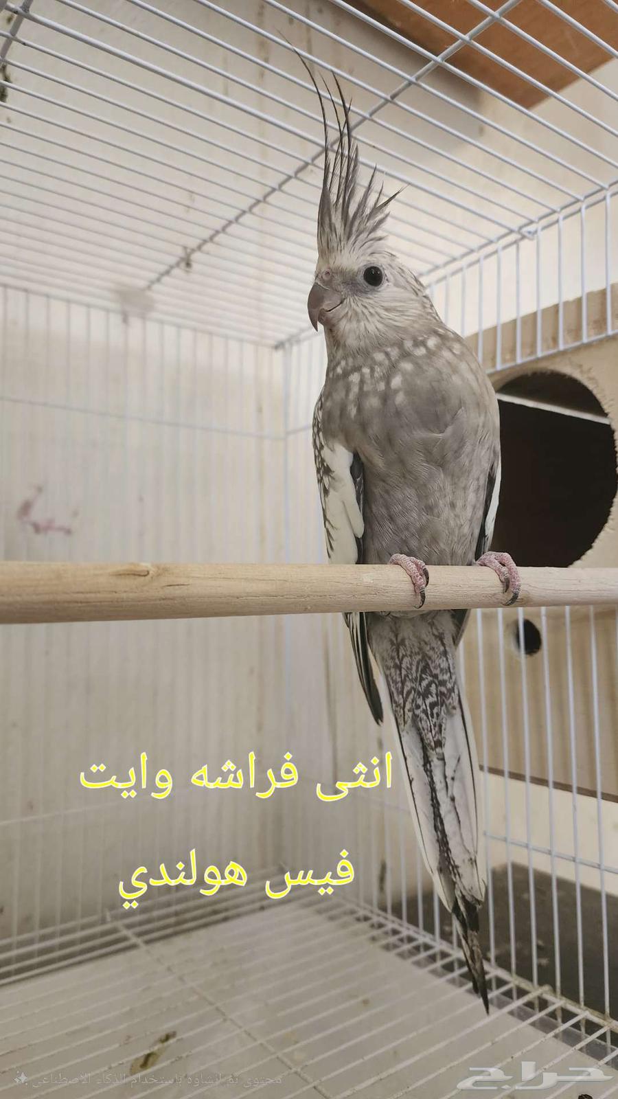 Dutch Canary Bird (Sold)64528252596482110