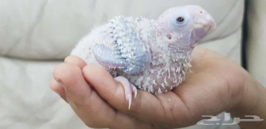 فرخ كنيور يقبل الغر64524316411906111