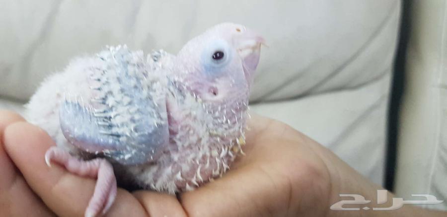 فرخ كنيور يقبل الغر64524316411906110