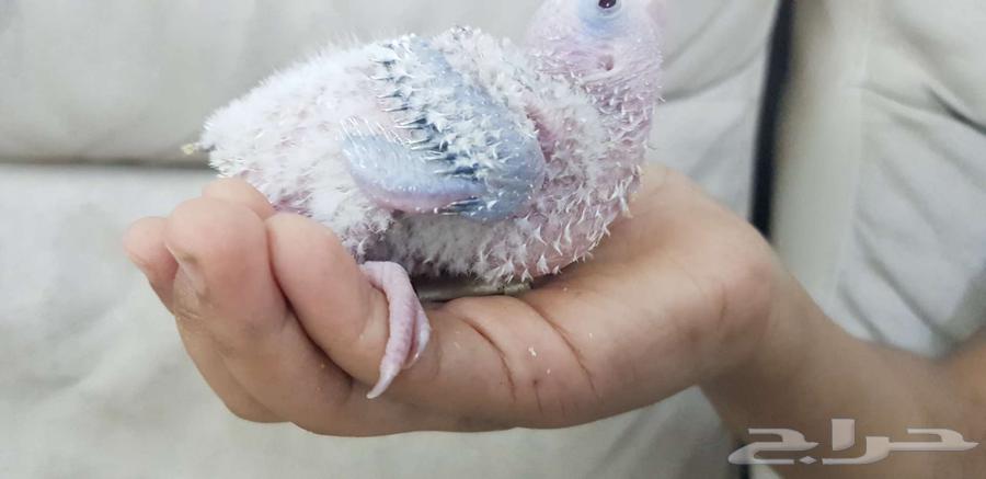 فرخ كنيور يقبل الغر64524316411906113