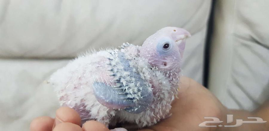 فرخ كنيور يقبل الغر64524316411906114