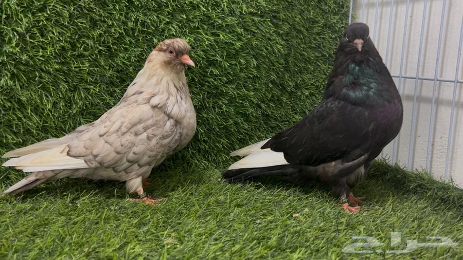 للبيع جوز دمستك64527348026627111