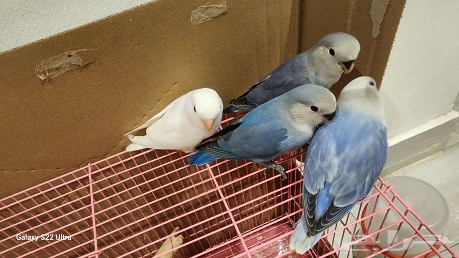 Froukh Roz (Sold)64459956805507110