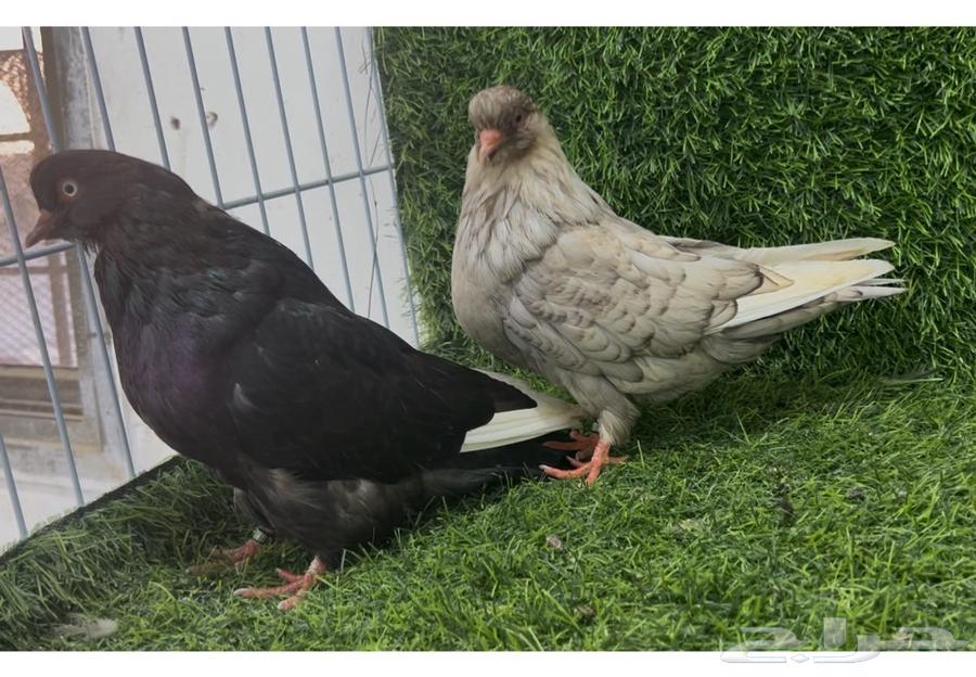 للبيع جوز دمستك64527348026627110