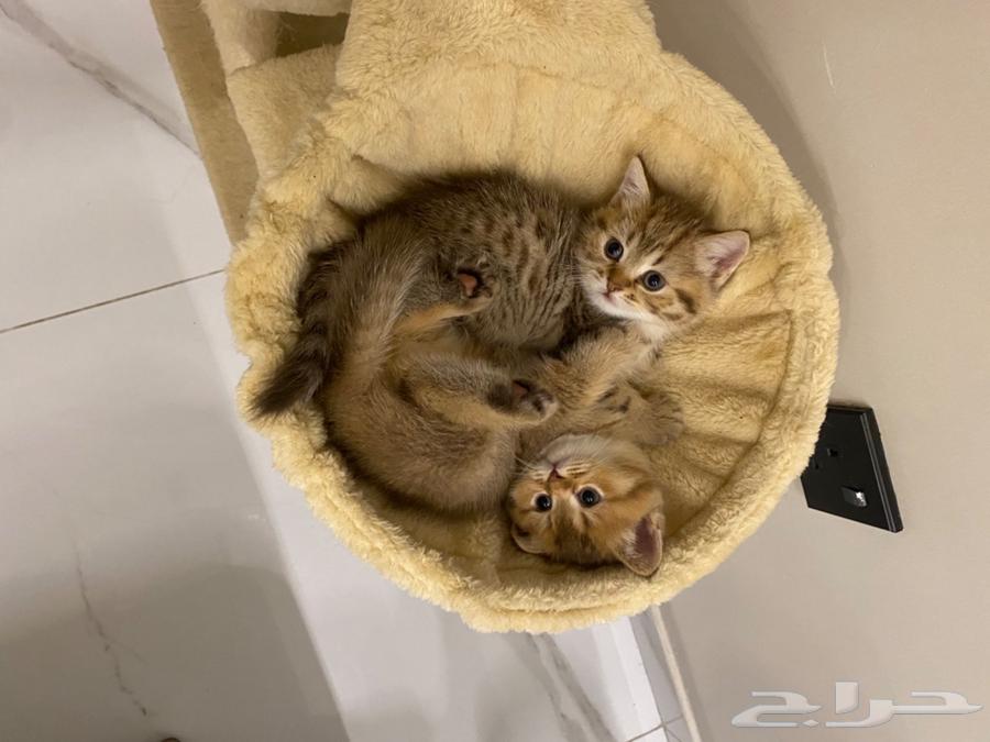 للبيع قطط سكوتش64527305542658111