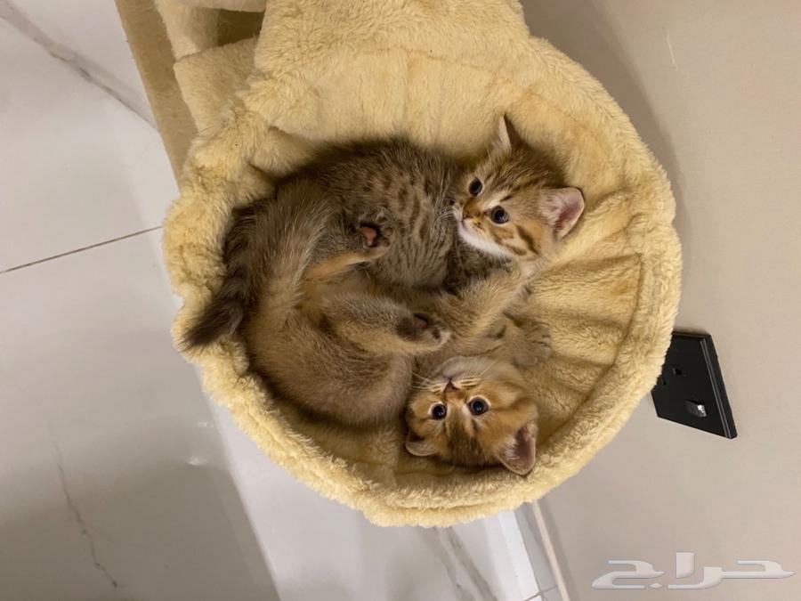 للبيع قطط سكوتش64527305542658112