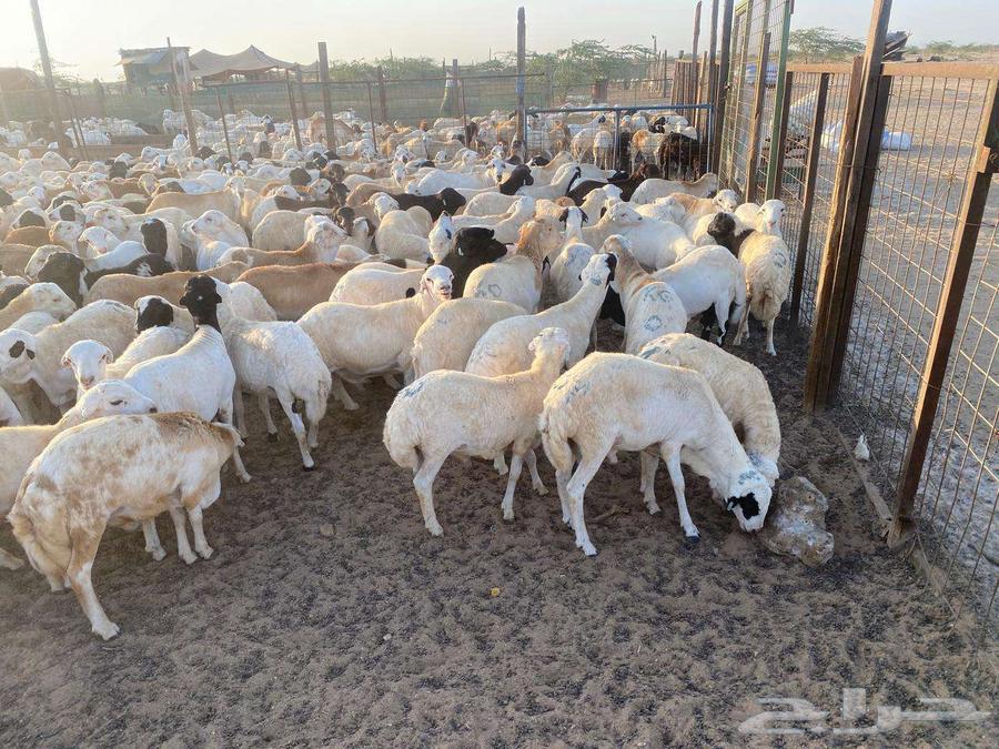 طليان رفيدي مرابي جذعان64527502360579110