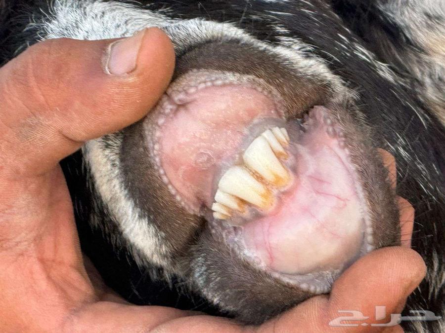 صنف عارض معرفات للبيع64525856511875112