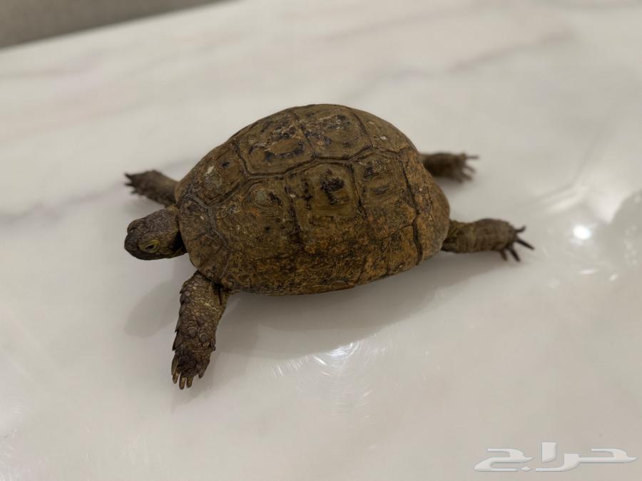 سلحفاة يونانية كبيرة64505121373185111