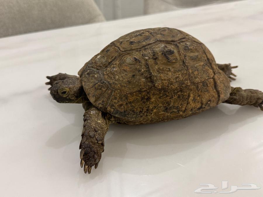 سلحفاة يونانية كبيرة64505121373185112