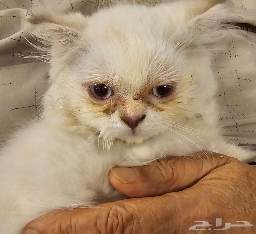 Kittens (5 months) fully vaccinated64523486031746112