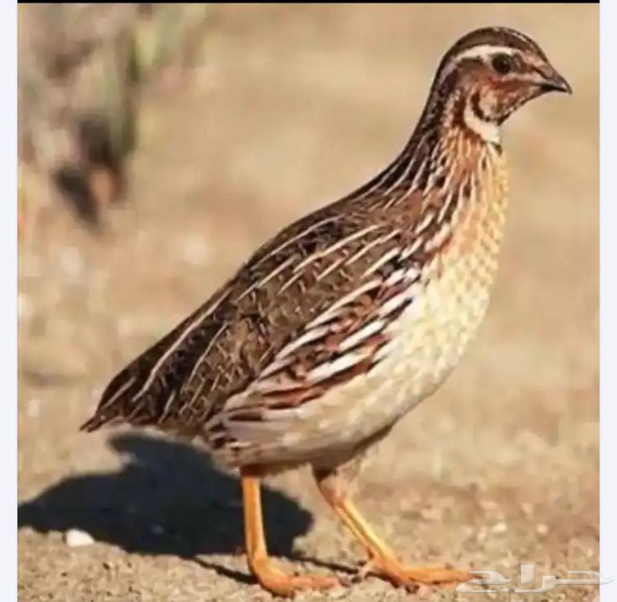 موجود سمان للبيع الموقع املج64522387412483110