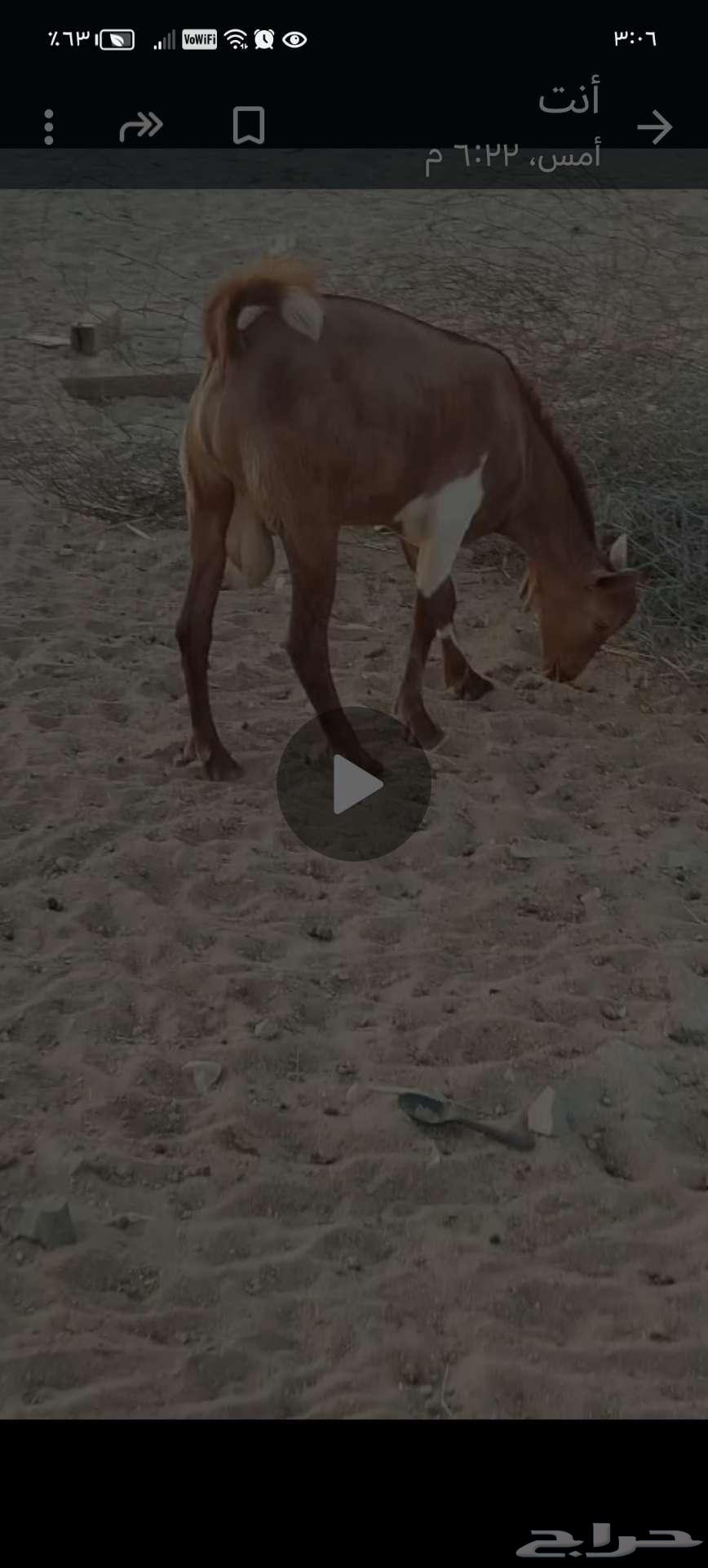 تيوس محايليه للبيع الموقع الحرازات جده64530317985411110